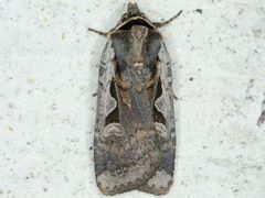 Parabagrotis formalis