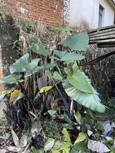 Foto de Taioba