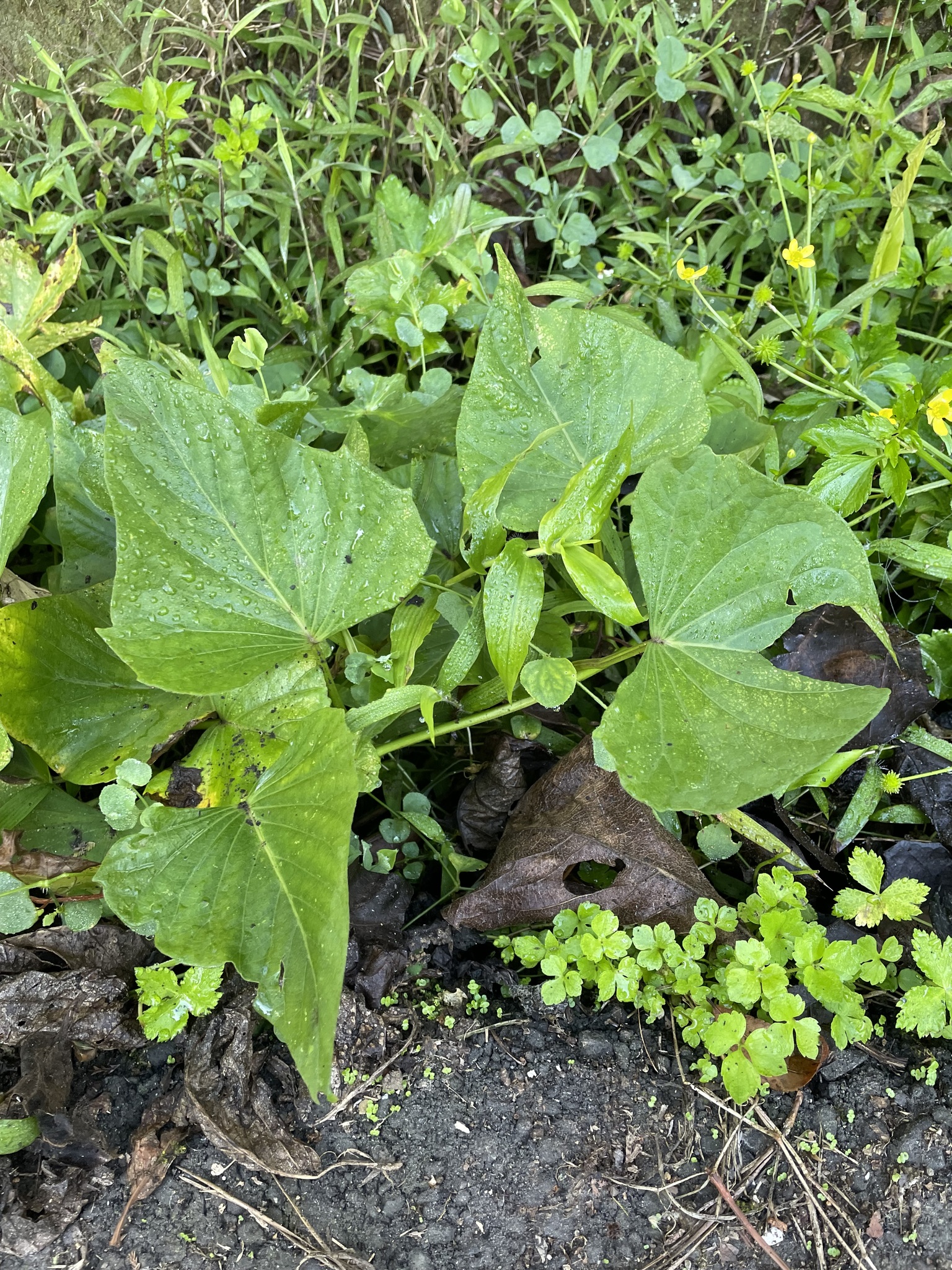 Batata-doce