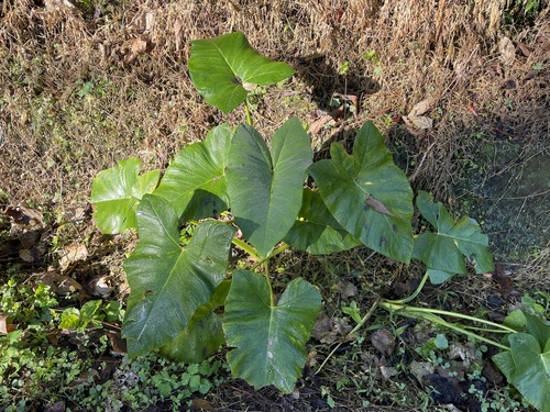 Foto de Taioba