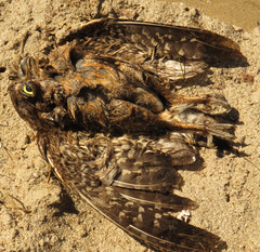 Otus scops