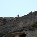 Sindh Wild Goat - Photo (c) Zafeer Ahmed Shaikh, some rights reserved (CC BY-NC), uploaded by Zafeer Ahmed Shaikh