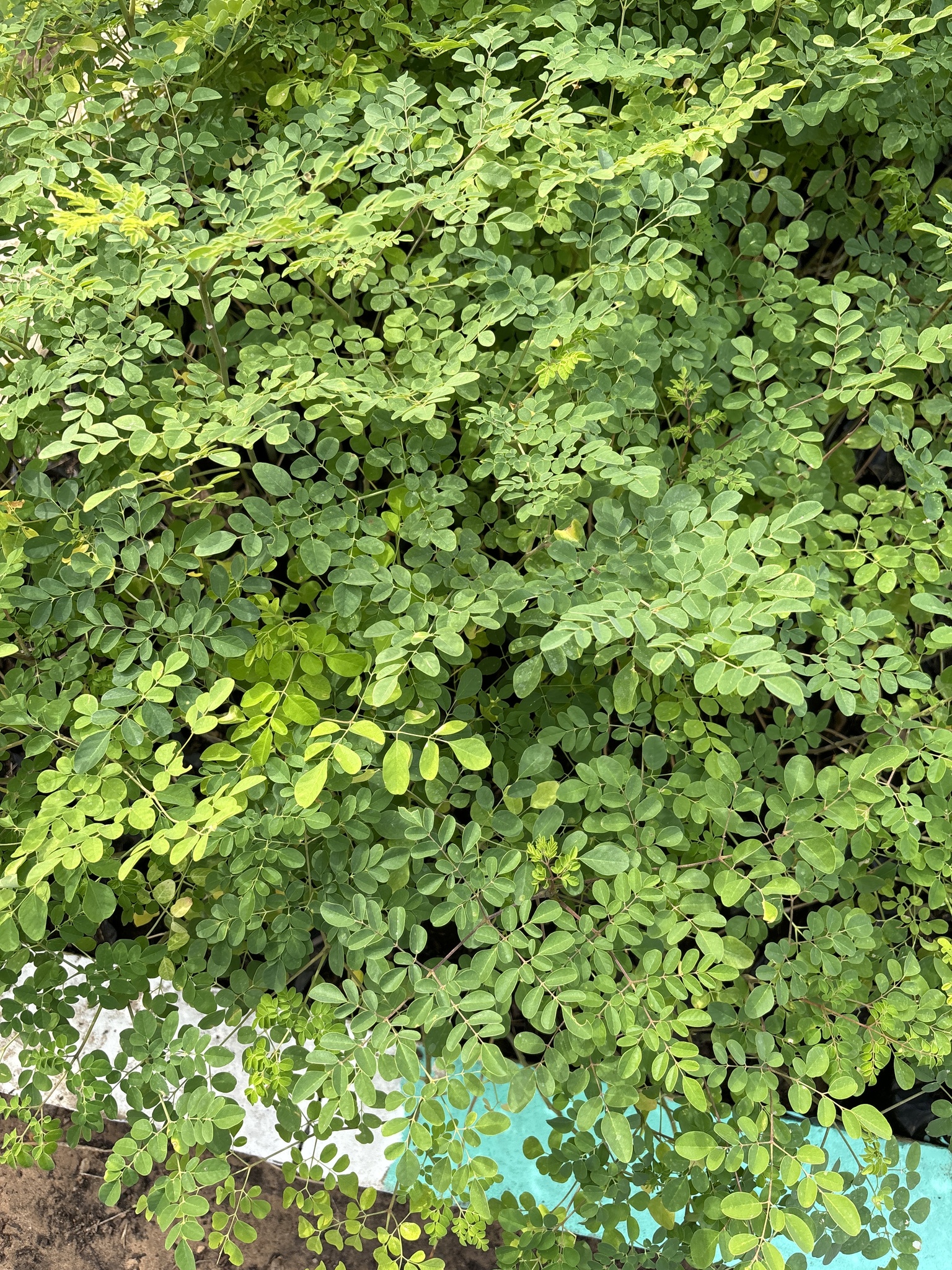 Imagem de Moringa