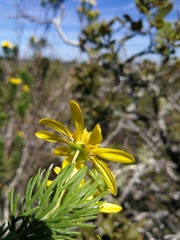 Euryops floribundus