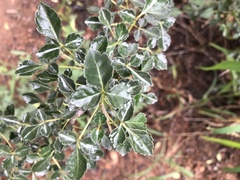 Commiphora schimperi