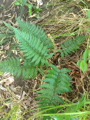 Polystichum wawranum