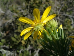 Euryops floribundus