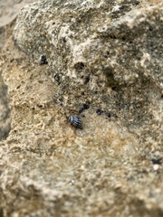 Echinolittorina interrupta