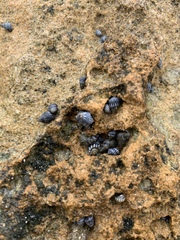 Echinolittorina interrupta