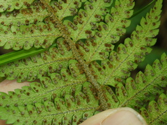 Polystichum wawranum