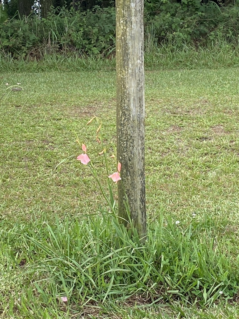 Foto de Palma-de-santa-rita