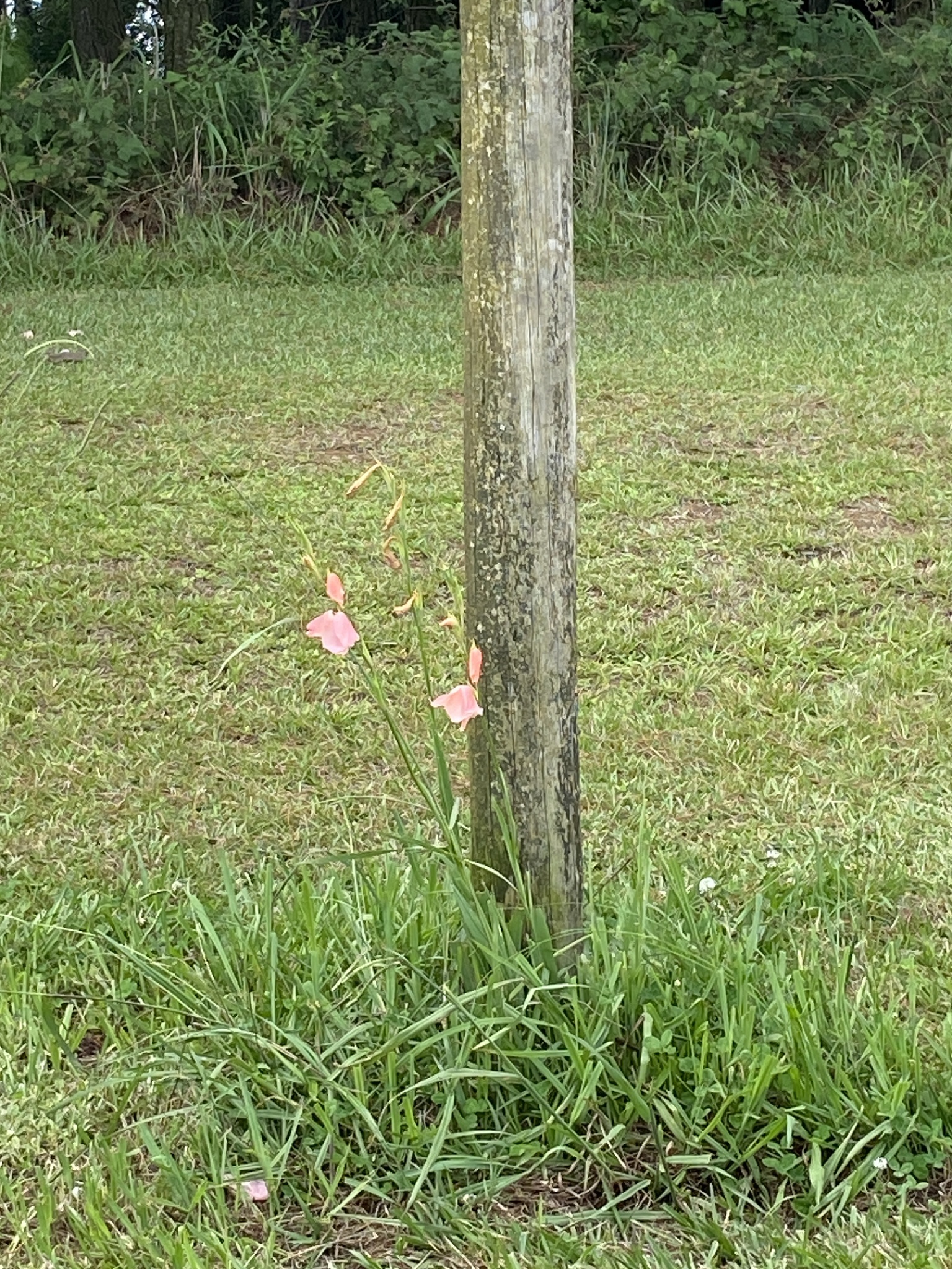 Imagem de Palma-de-santa-rita