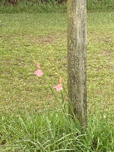 Foto de Palma-de-santa-rita