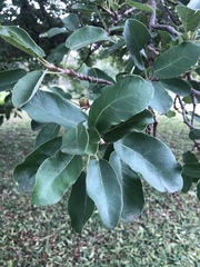 Ficus stuhlmannii