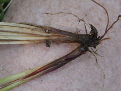 Carex lessoniana