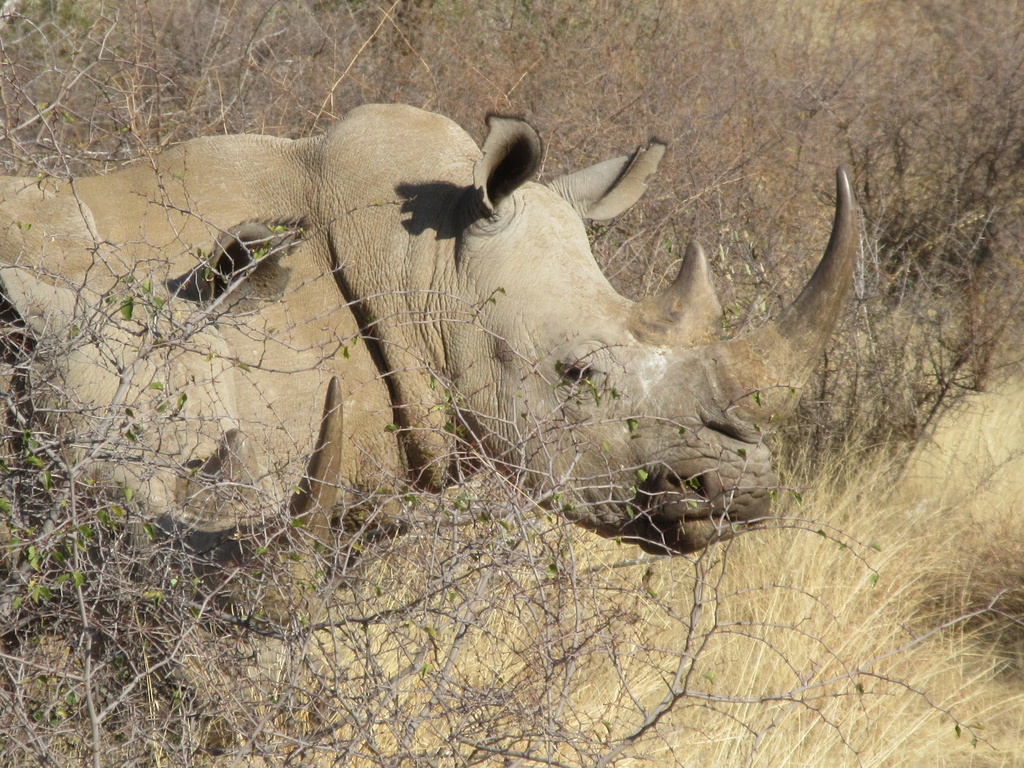 Wide-lipped Rhinoceroses
