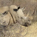 Rinoceronte Blanco - Photo (c) Joss Carr, algunos derechos reservados (CC BY), subido por Joss Carr