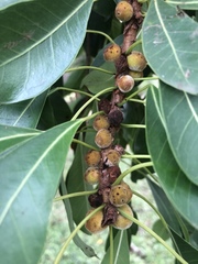 Ficus petersii