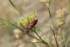 Rhynocoris iracundus