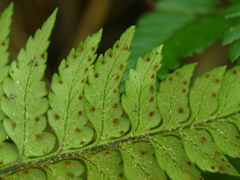 Polystichum wawranum