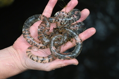 Cheju Salamander photo 2