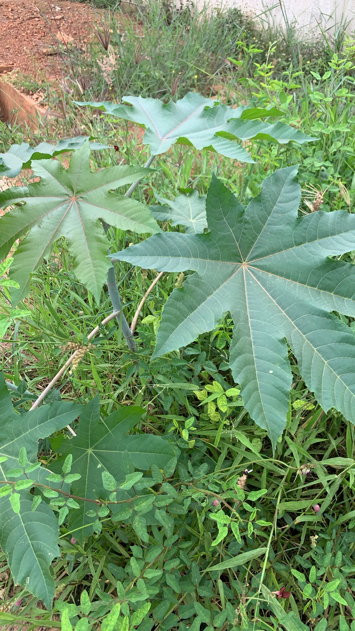 Ricinus communis