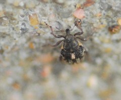 Rhinoncus pericarpius