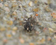 Rhinoncus pericarpius