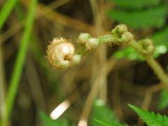 Polystichum wawranum