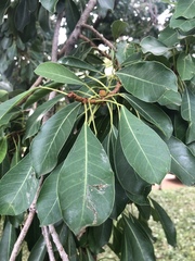 Ficus petersii