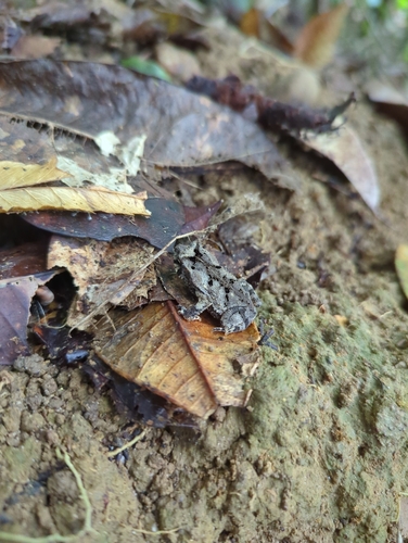 Falcon Toad, Rhinella sternosignata