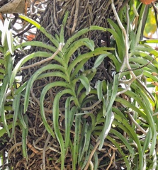 Vanda tessellata