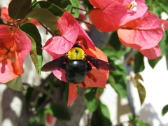 Xylocopa pubescens