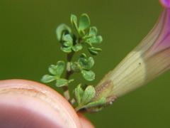 Ipomoea plummerae cuneifolia