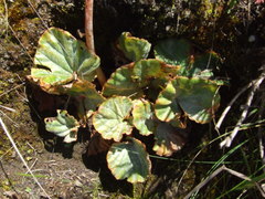Begonia veitchii
