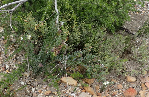 Image of Roepera fulva by (c) Nicola van Berkel, some rights reserved (CC BY-SA)