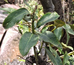 Diospyros malabarica