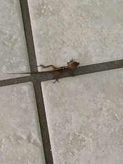 Anolis schwartzi