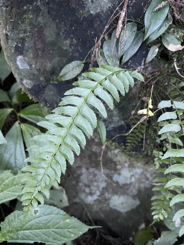 Polystichum formosanum iNat (2)