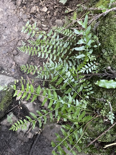 Polystichum formosanum iNat (3)