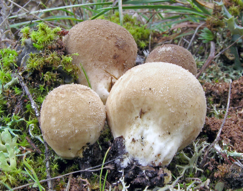 Lycoperdon molle Pers.