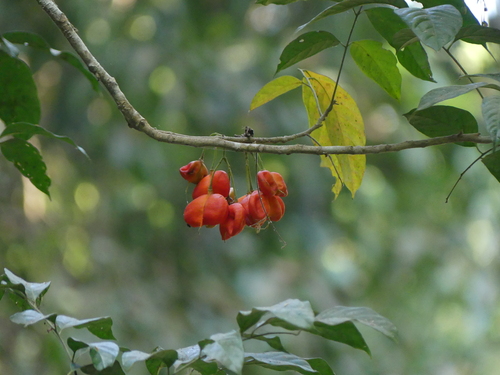 Harpullia arborea observed 2024-01-05
