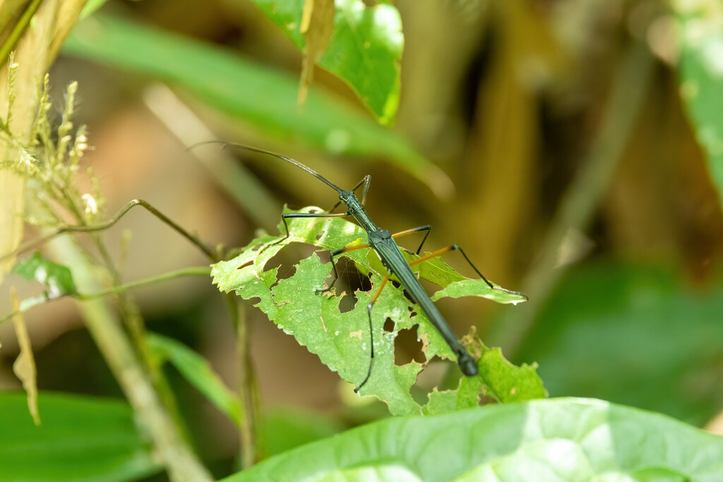Brizoides lugubris