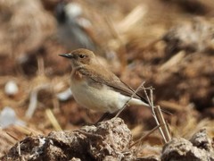 Oenanthe melanoleuca