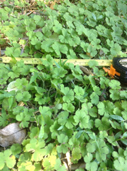 Hydrocotyle elongata