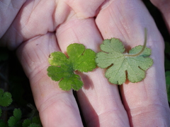 Hydrocotyle elongata