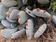 Opuntia basilaris treleasei