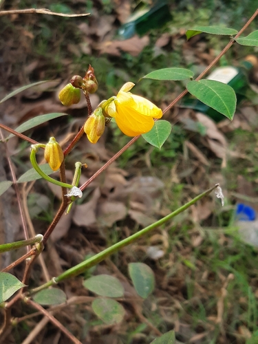 Foto de Fedegoso