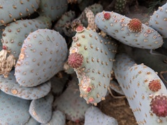 Opuntia basilaris treleasei