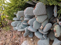 Opuntia basilaris treleasei